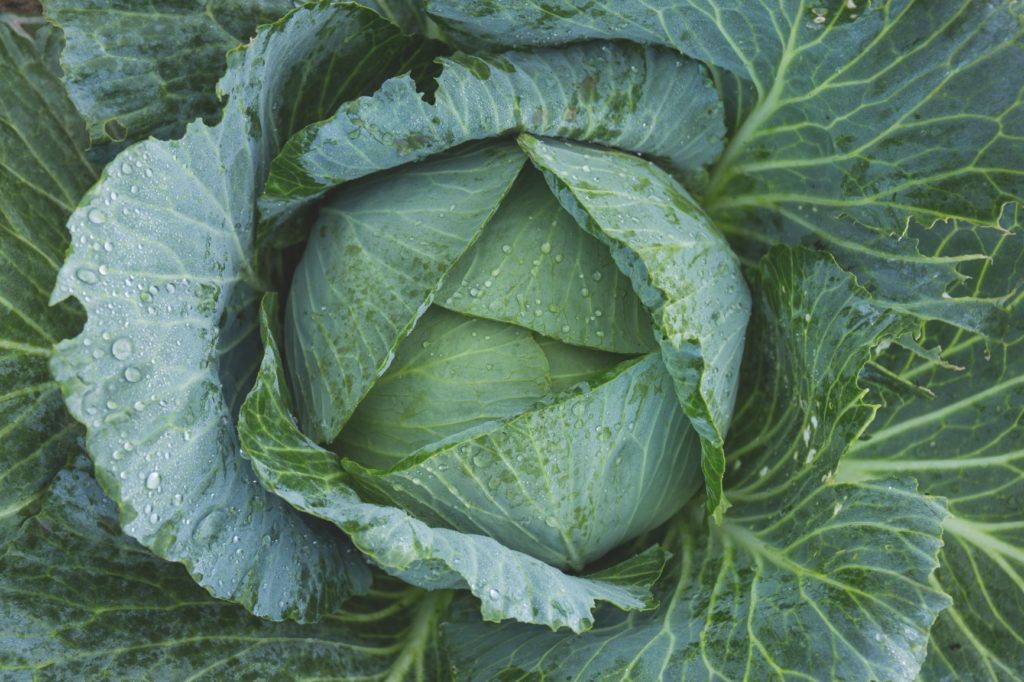 head of green cabbage